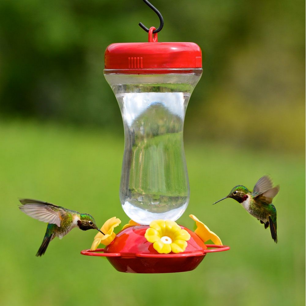 emparedado insertar Meloso Bebedero para colibríes 16 oz | Novex