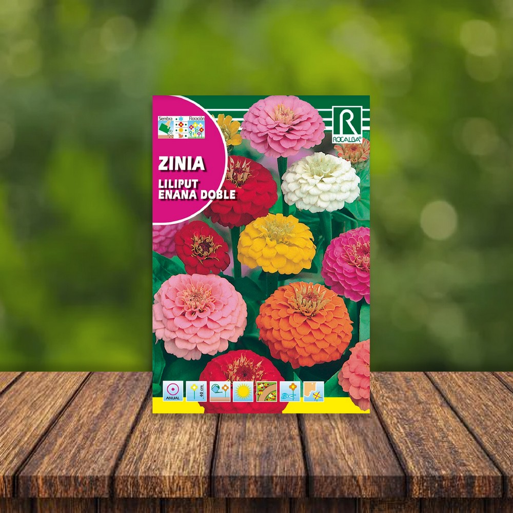 Flor de zinnia enana