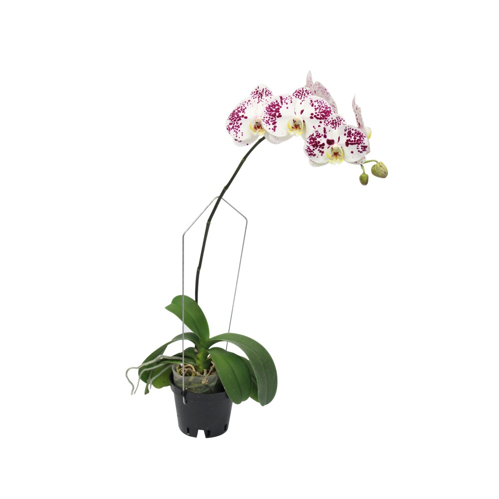 ORQUIDEA NATURAL GRANDE