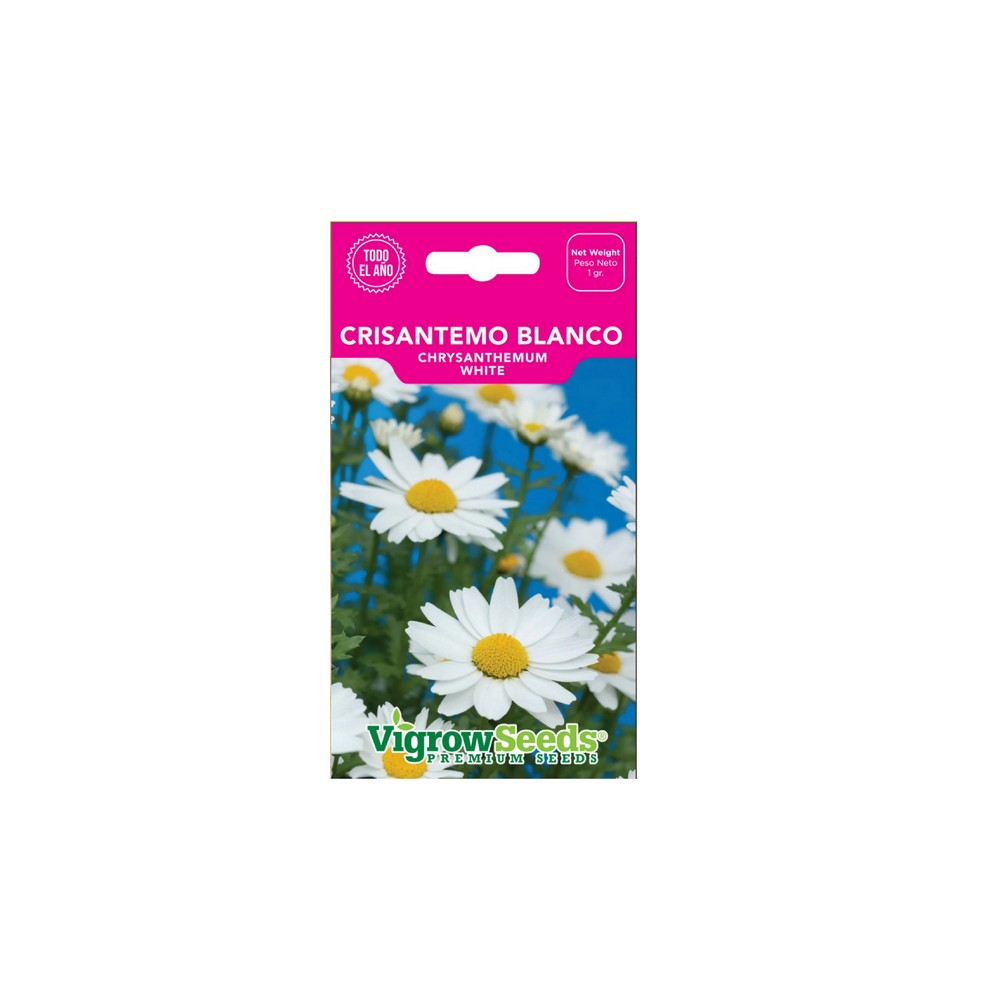 Semilla de crisantemo blanco