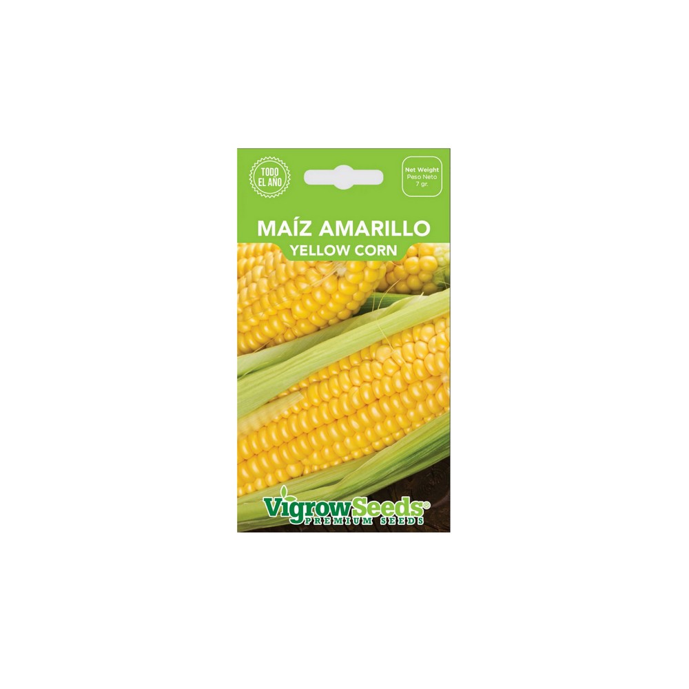 Semilla de maiz amarillo