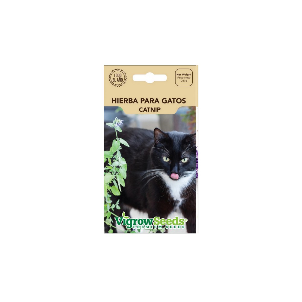 Semilla hierba para gato