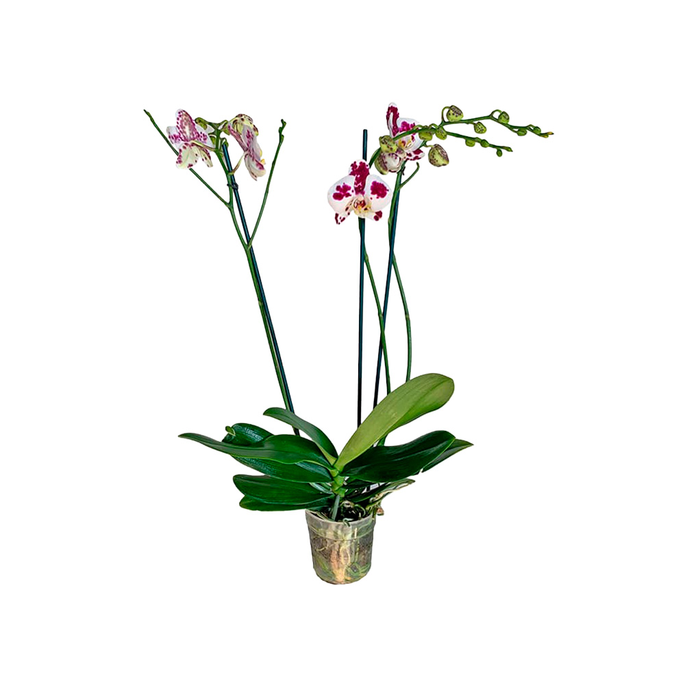 Orquidea phalaenopsis variada