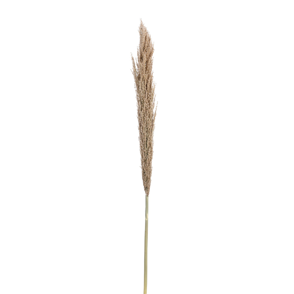 Planta decorativa 150 cm pampas beige