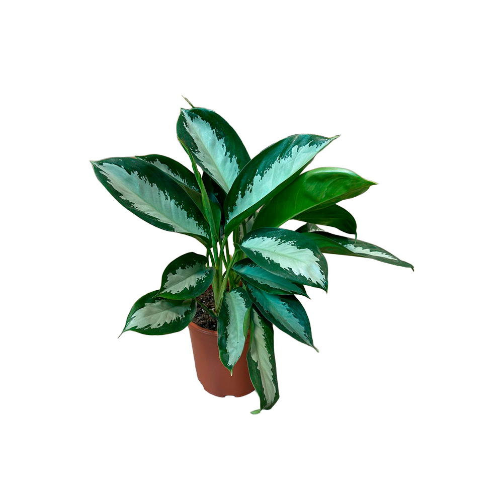 Planta aglaonema 24 centimetros