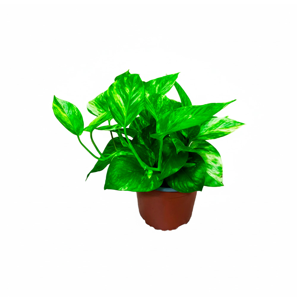 Potos neon 25 centimetros