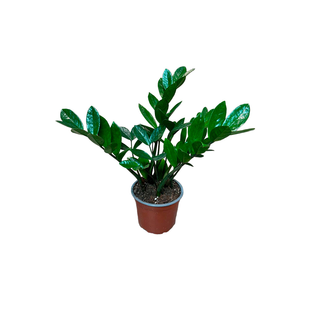 Zamia 15 centimetros - Semillas