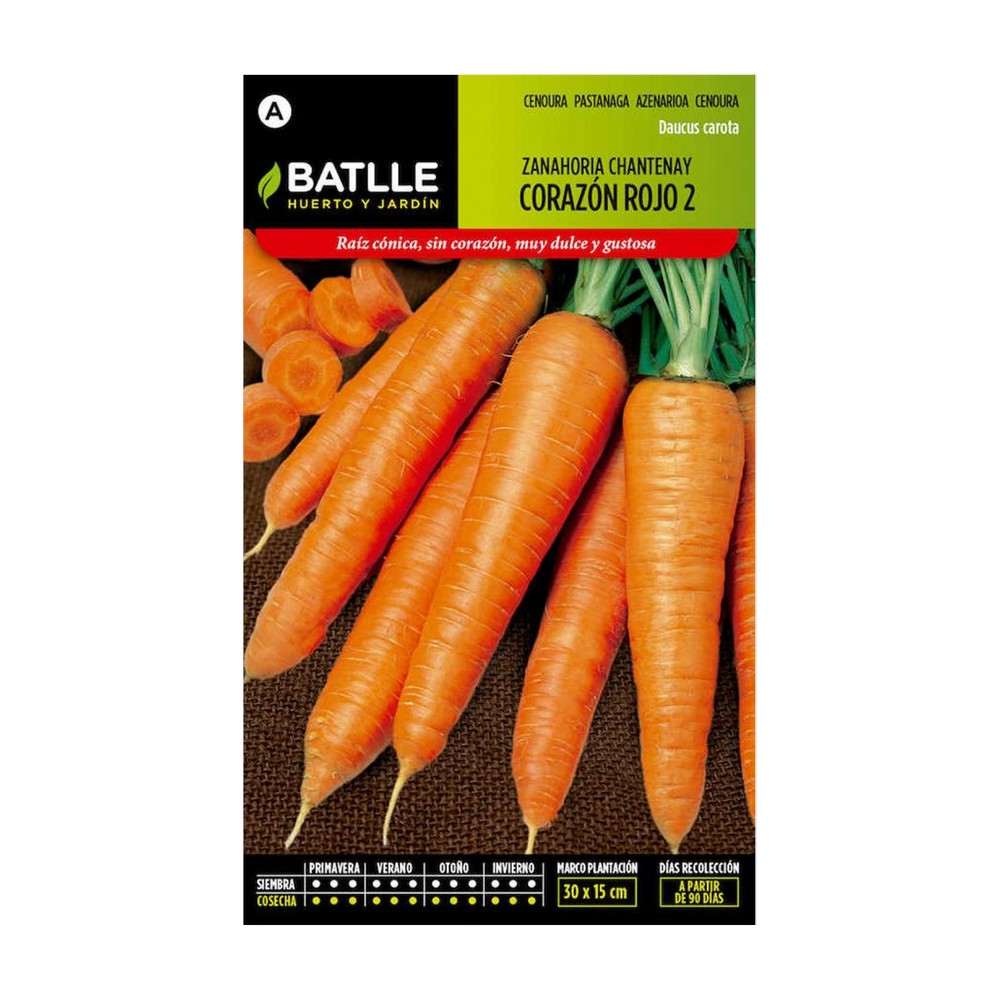 Semilla de zanahoria chantenay