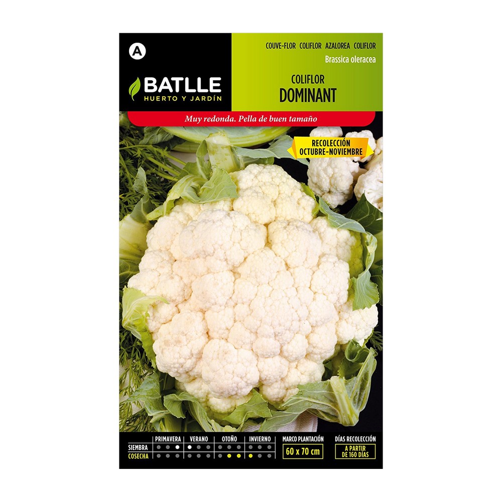 Semilla de coliflor blanquita