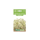 Semilla de brotes de alfalfa 1 gramo