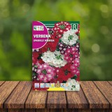 Flor de verbena sparkle