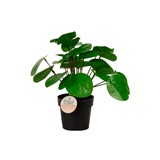 Planta artificial con maceta 25 cm hoja redonda