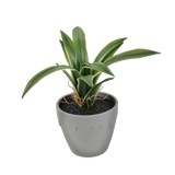 Planta artificial con maceta hojas de agave mini