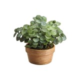 Planta artificial jade mini en maceta 6.5 in