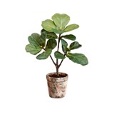 Planta artificial hojas de violín en maceta 18.5 in