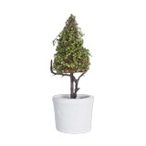 Planta artificial topiario cono baby maceta 11.5 in