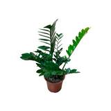 Zamia 21 centimetros