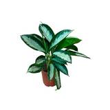 Planta aglaonema 24 centimetros